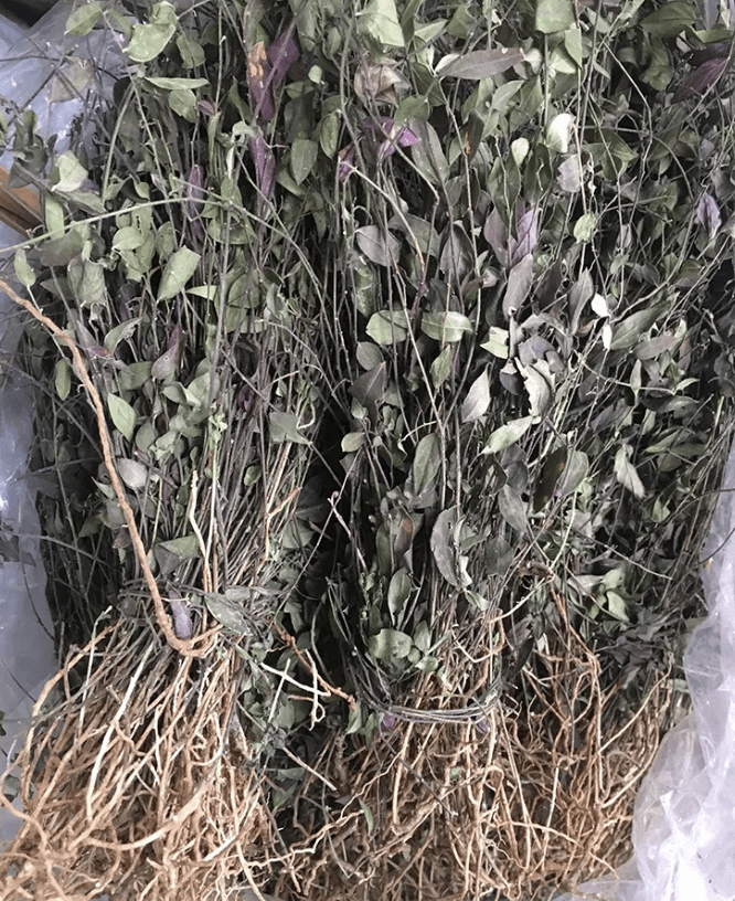 1种"辰砂草"不起眼,在农村农地里有不少,挖几棵种植,变值钱_植物_龙葵