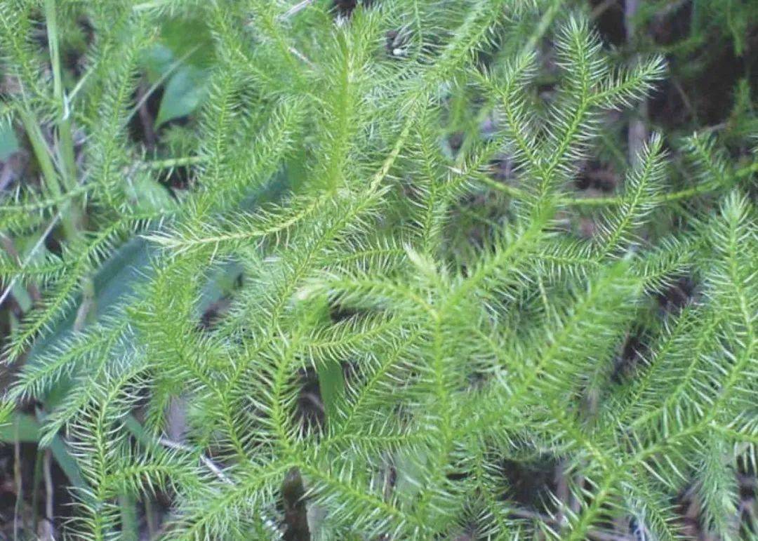 肝部_眼睛_治疗