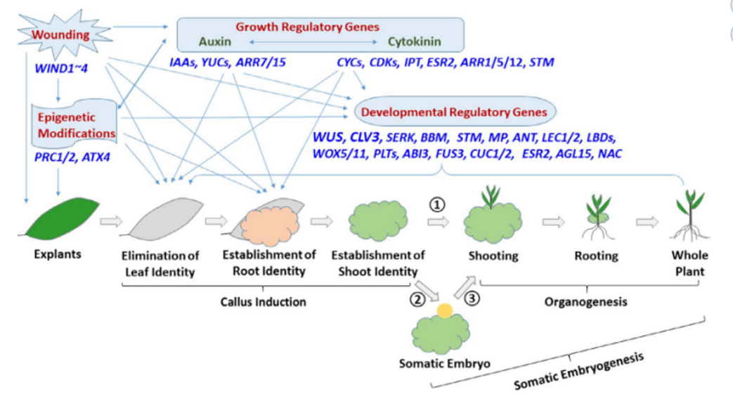 植物生长发育调控基因在非基因型依赖性植物遗传转化中的应用及前景_再生_植株_诱导