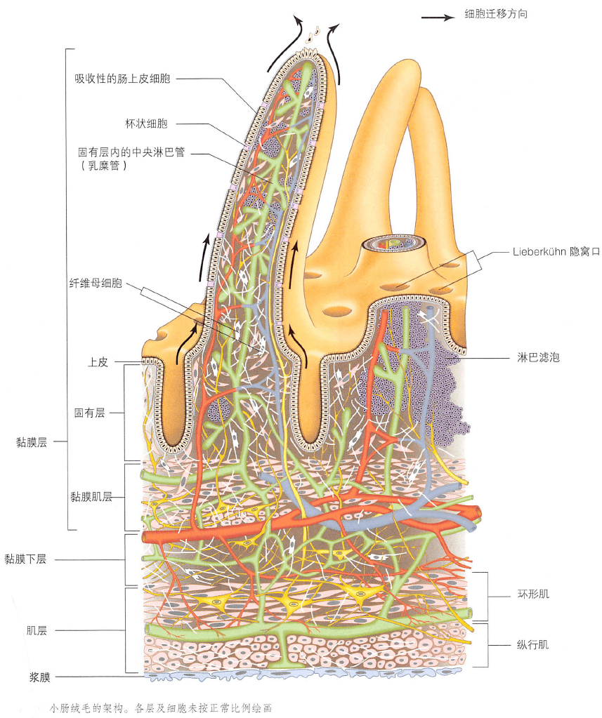小肠平滑肌手绘图图片