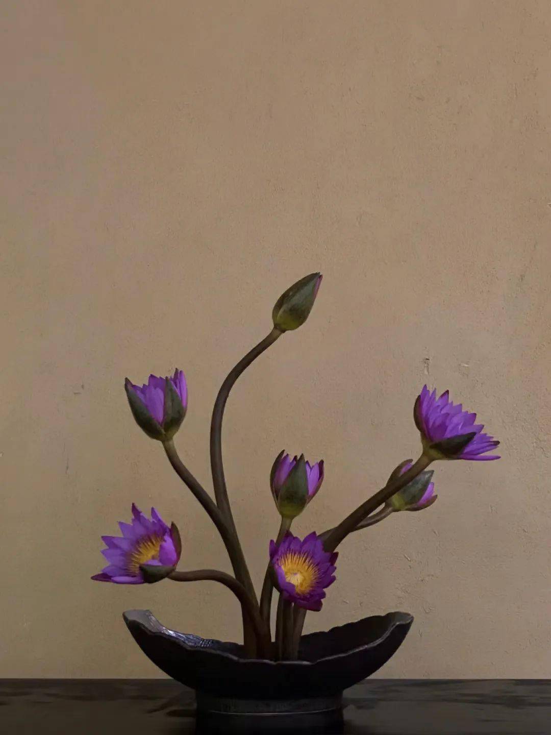 水上仙女,花中公务员,睡莲真的太太太太太美了!