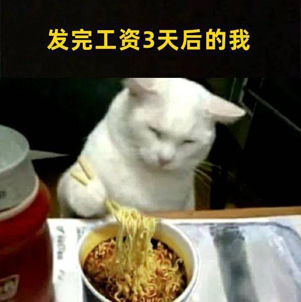 30张极品猫咪meme图，看完又哭又笑哈哈哈哈哈哈_喵君_猫猫_什么