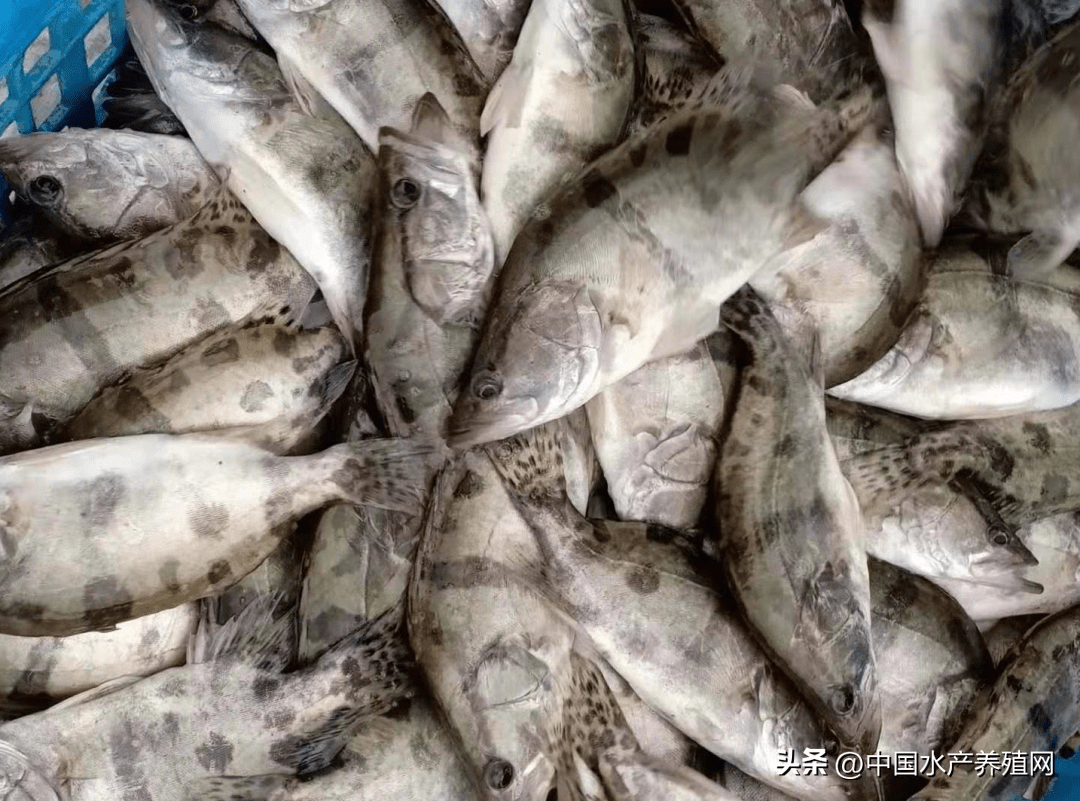 黑鱼鮰鱼稳中有涨,黄颡鱼暂时稳定_广东_价格_养殖户