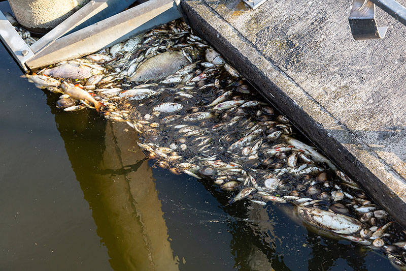 波德边境奥得河出现成吨死鱼，官方正对水样进行有毒物质检测