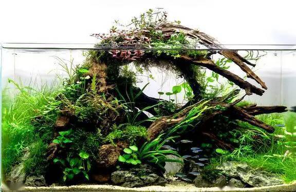 作为种草新手一定要会的栽培技术 水草 部分 光泽