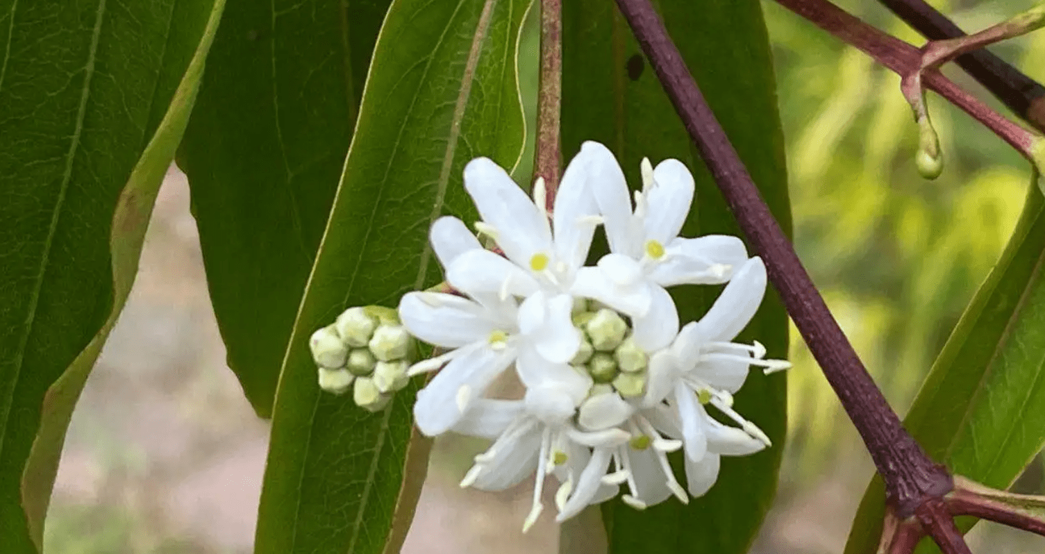 "灭绝"115年后,七子花再次现身湖北,意味着啥_地球_物种_数量