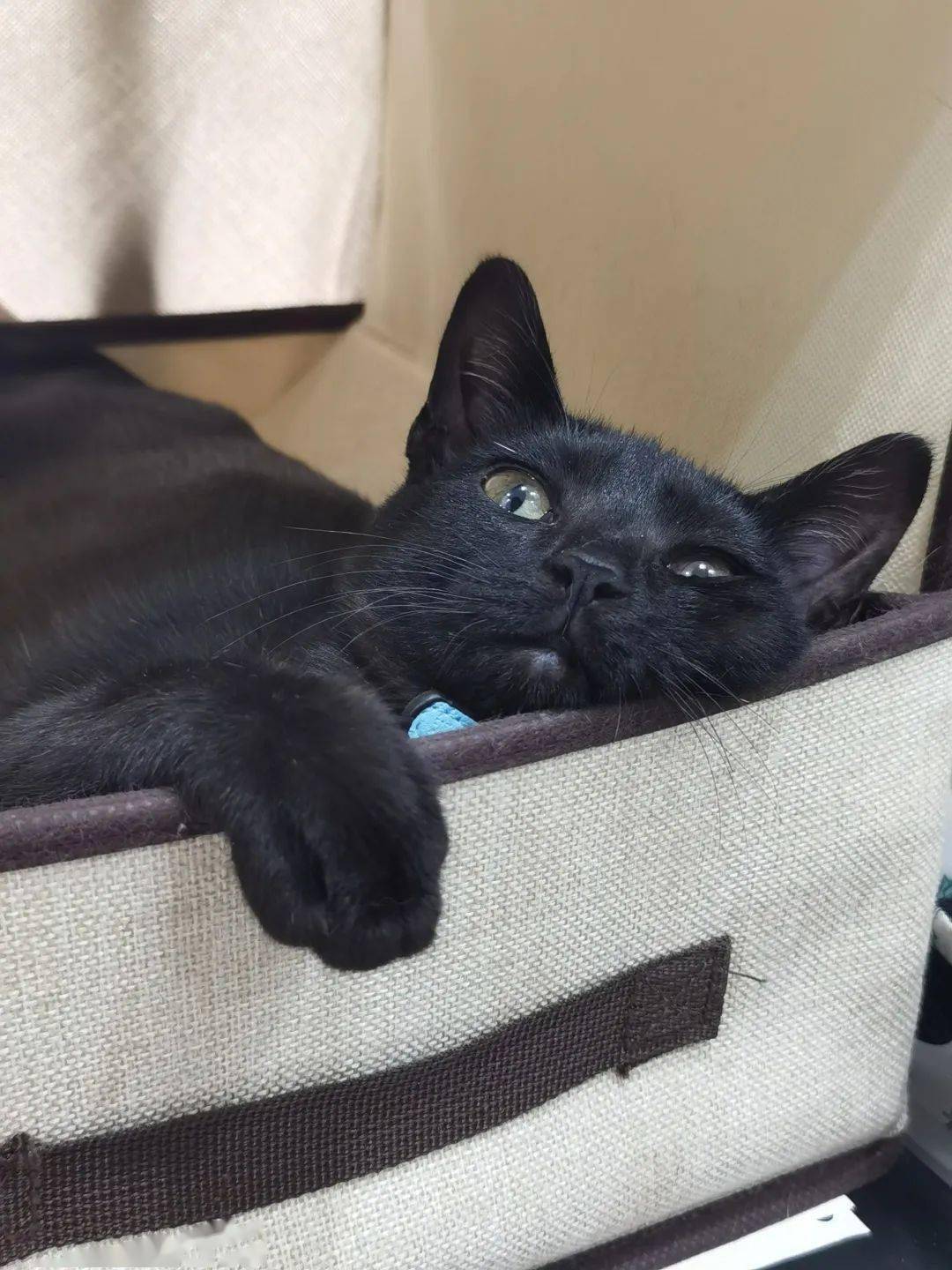 它们有些时候很可爱黑猫乃镇宅辟邪招财之物古书记载曰