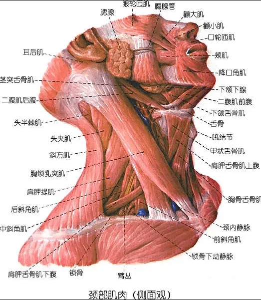 颈椎两侧肌肉图片