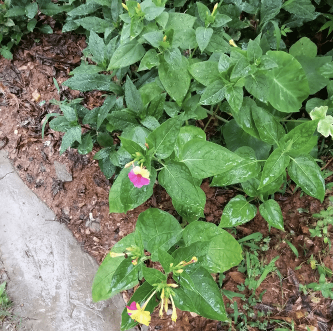 地雷花幼苗图片