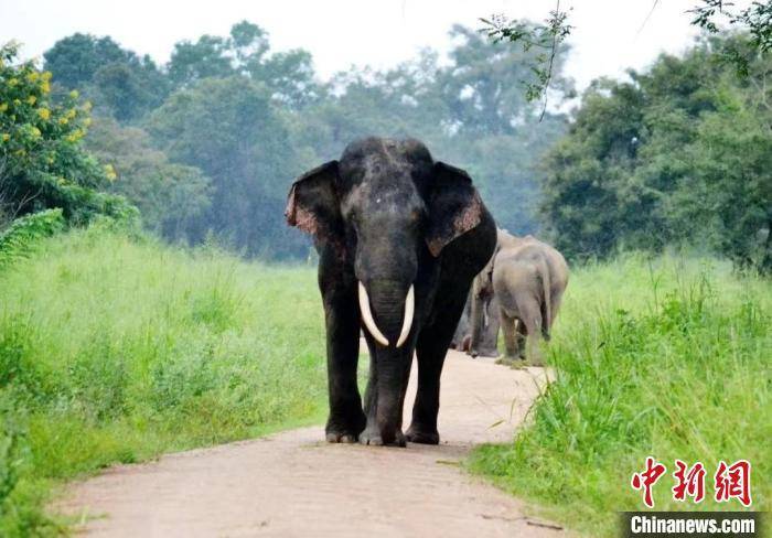 地球大数据最新监测：亚洲象栖息地近20年丧失超6.7万平方公里