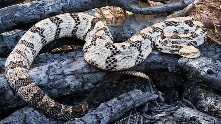 美国80岁响尾蛇专家被响尾蛇咬伤后死亡