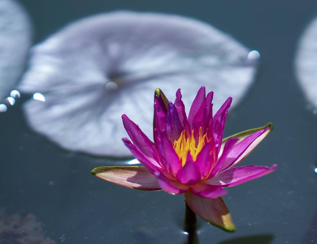 辰山植物园睡莲惊艳绽放精彩点位全攻略 品种 花朵 花瓣