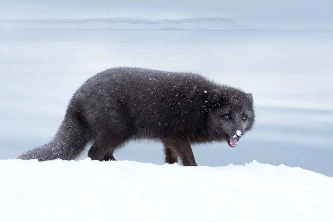赤狐猎杀北极狐图片