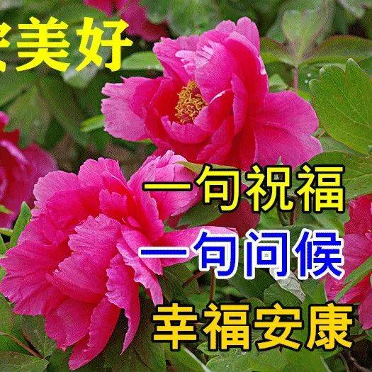 8月16日最新早上好祝福动态表情图片大全，早上好问候语句子！ 生活 人生 心态