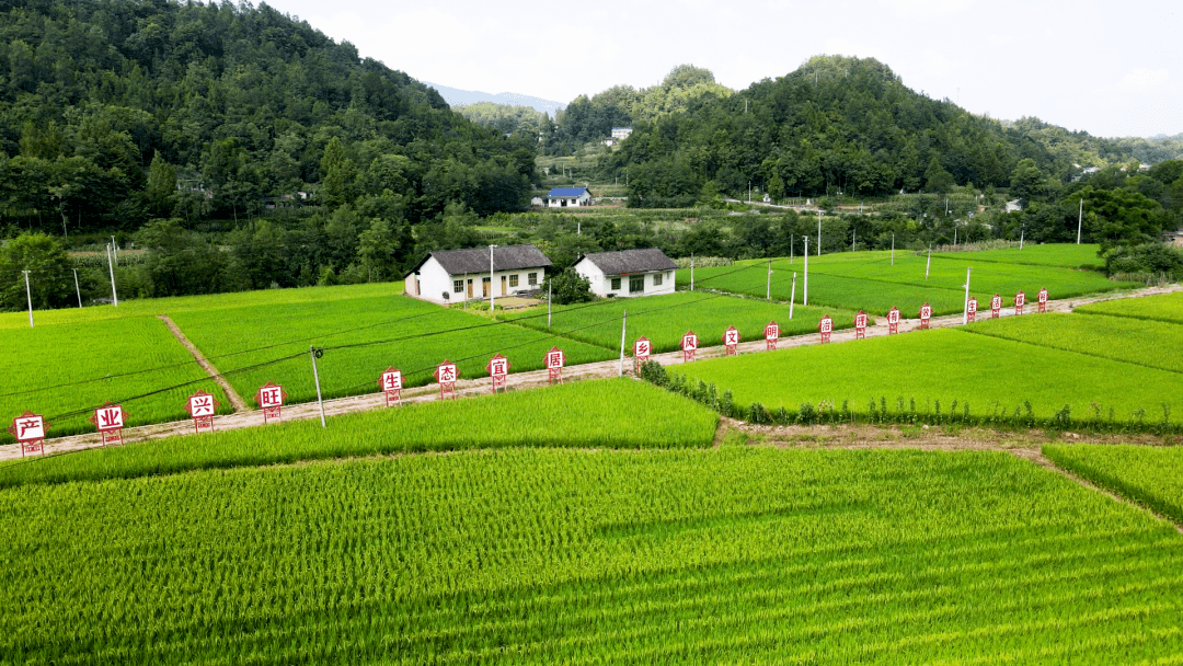 张家界市首届"双十佳"评选展播 | 桑植县瑞塔铺镇东旺坪村_治理_全村