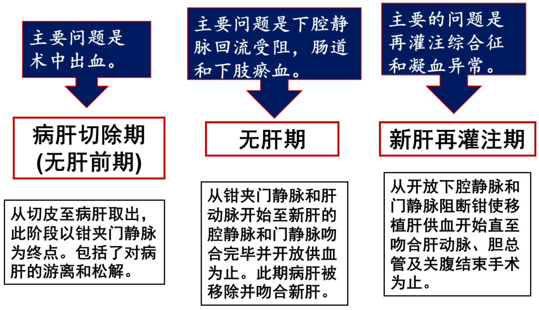 肝脏米老鼠征b超图图片