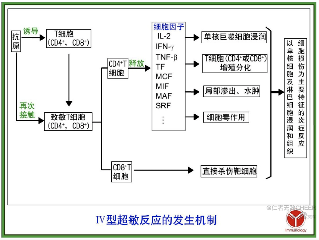 迟发型超敏反应图片