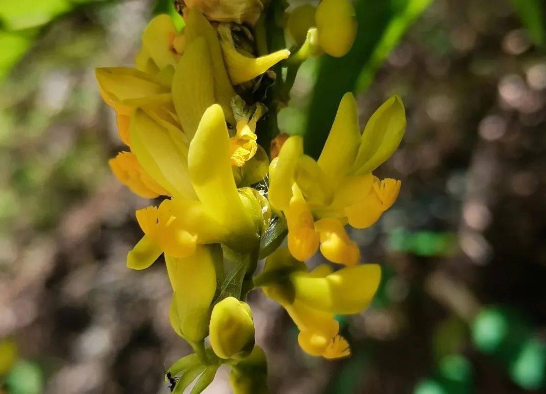 客家香花佛事头坛图片