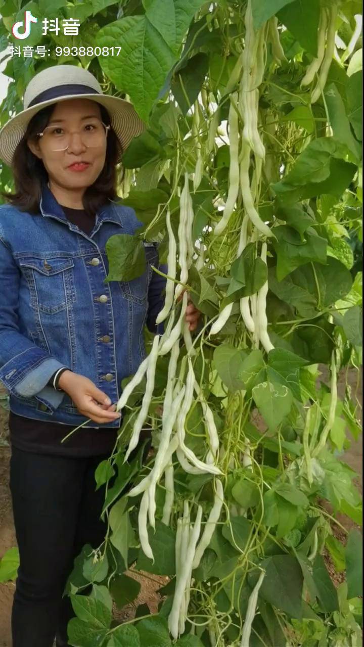 这个豆角产量实在高,摘不败压塌架,而且味道鲜美好吃,大家春播别错过!