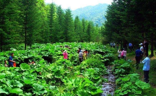 宁夏又一公园走红，植被覆盖率达80%，平均气温5.8度，避暑首选地