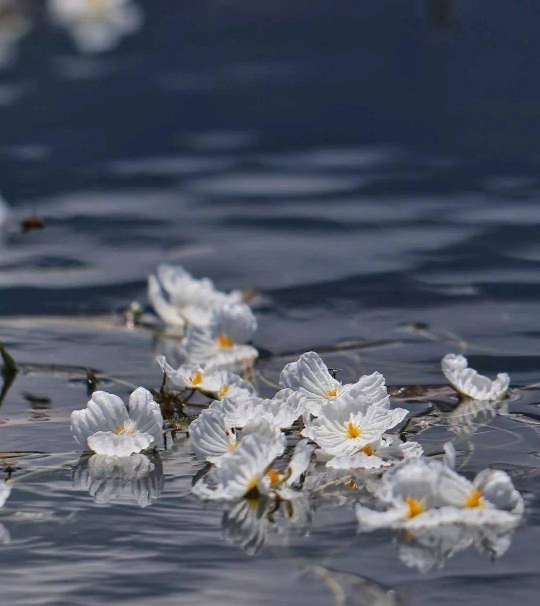 泸沽湖的海藻花正值盛花期!_猪槽_水面_码头