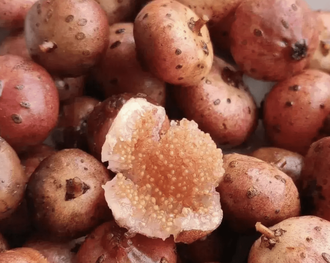 在农村常见的"地瓜泡",如今越来越珍贵,挖2棵种植,变值钱_植物_果子