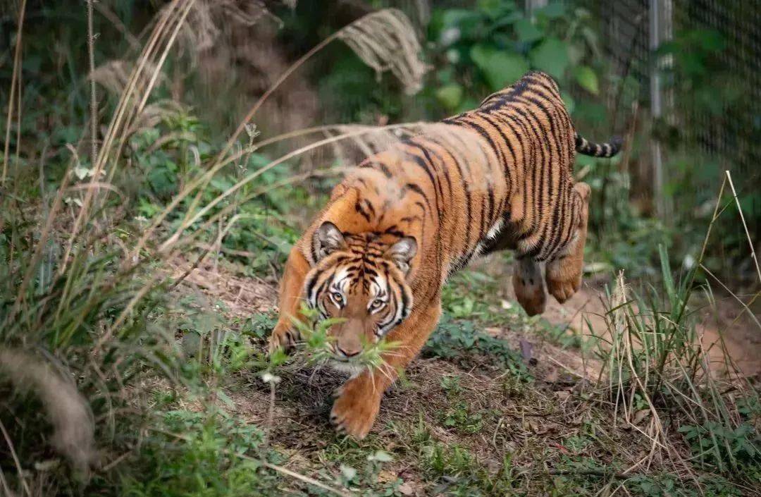 说出来你可能不信,有人想在韶关放虎归山!_华南虎_南岭_数量