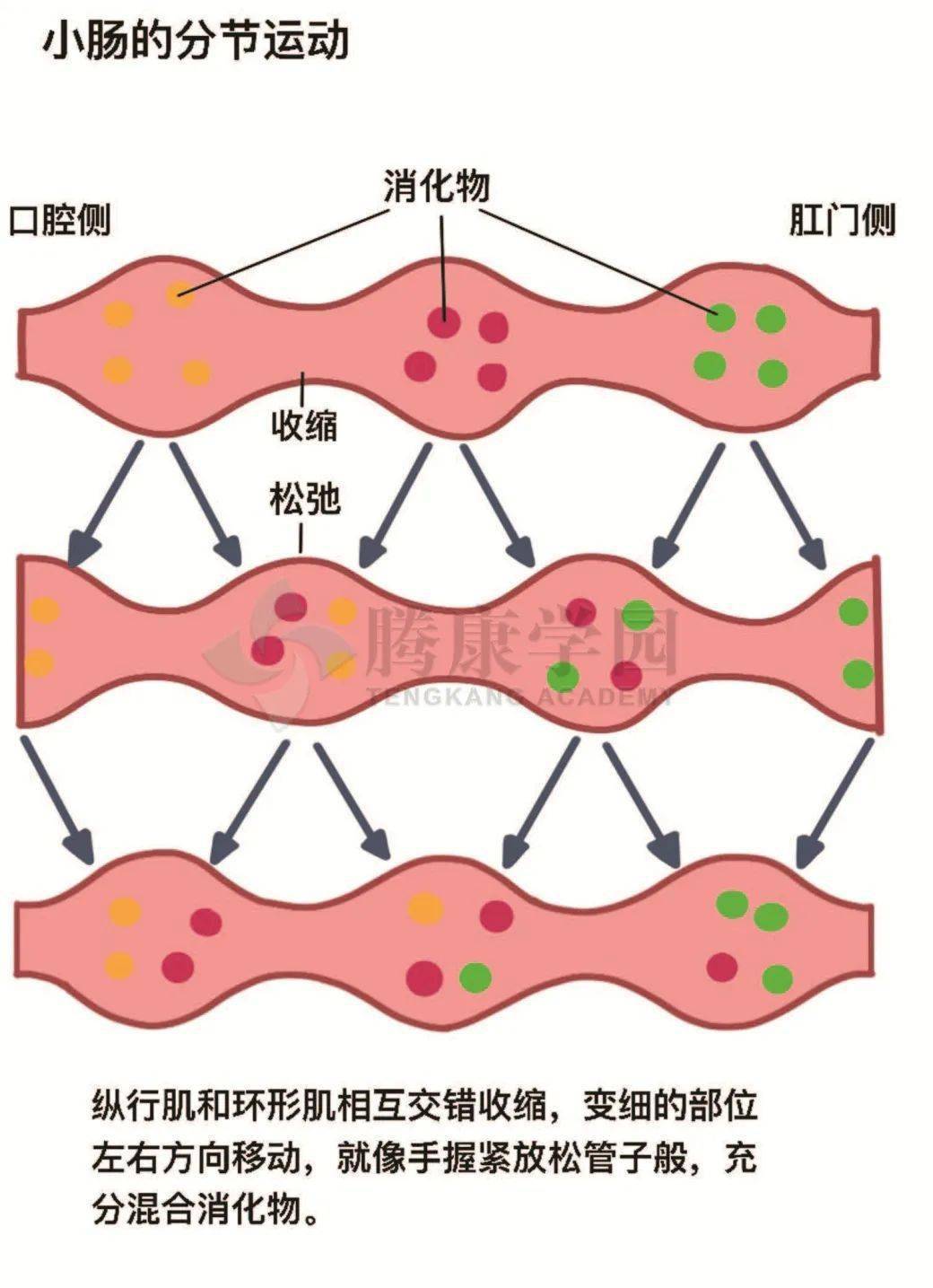 【内脏与疼痛】小肠的运动形式
