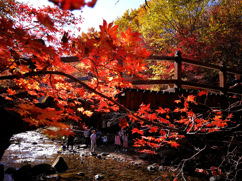 2999/人起秋遊遼寧,豪華住宿舌尖美食~盤錦紅海灘豔如火,關門山楓葉