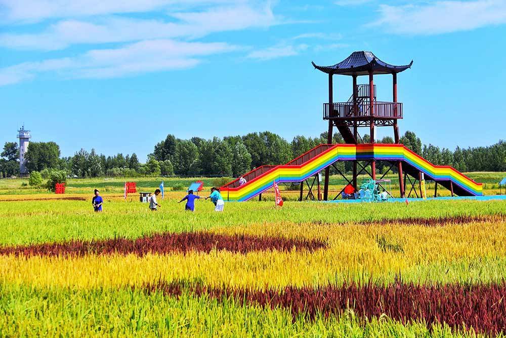 黑龙江同江:构建高效的农业生产空间 打造地绿水清的旅游胜地_稻田