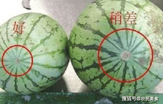 挑黃瓜時，別角盤蘭下邊“拍”
，糊弄你也汙辱，聖皮耶爾縣隻看這4點