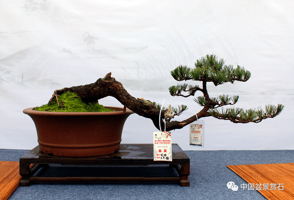 临水式盆景五,结语盆景造型其实是在加速模拟自然树木的变化过程.