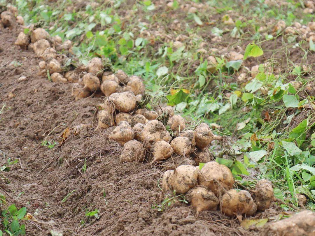 爽脆清甜,高明更合沙葛喜获丰收!_塘村_更合镇_种植