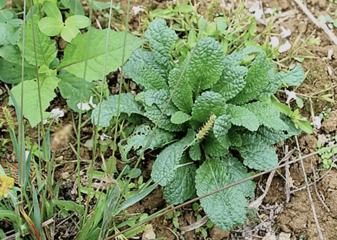 农村有1种蟾蜍草,叶片发皱,在石缝里生长,别踩踏,珍贵