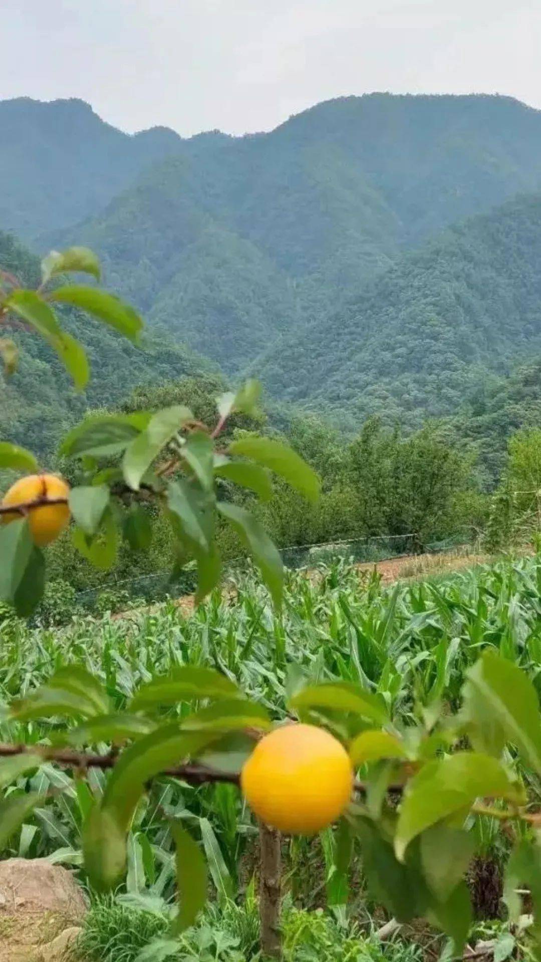嵩县版"向往的生活",就藏在大山深处!_油路_白鹰河_山水