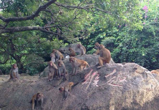 海南一海岛，三面环海，生活着2500多只猕猴，又称猴岛！
