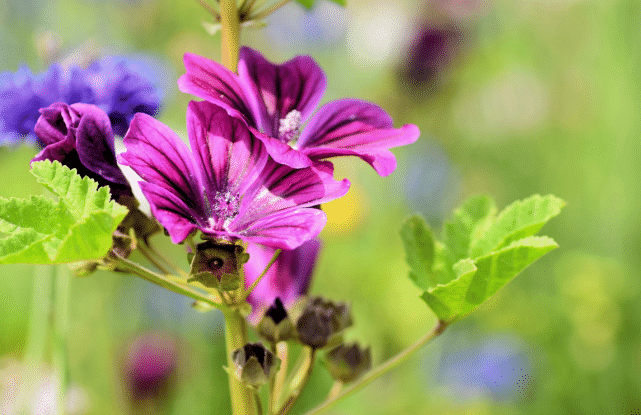 8月22日过后 3大生肖摆脱小人扫除霉运 贵人暗助进展顺利 发展前途无量 事业 事情 性格 8月22日过后 3大生肖摆脱小人扫除霉运 贵人暗助进展顺利 发展前途无量 事业 事情 性格