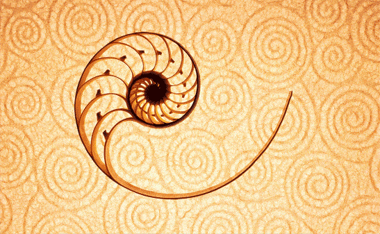 海螺线黄金分割图片