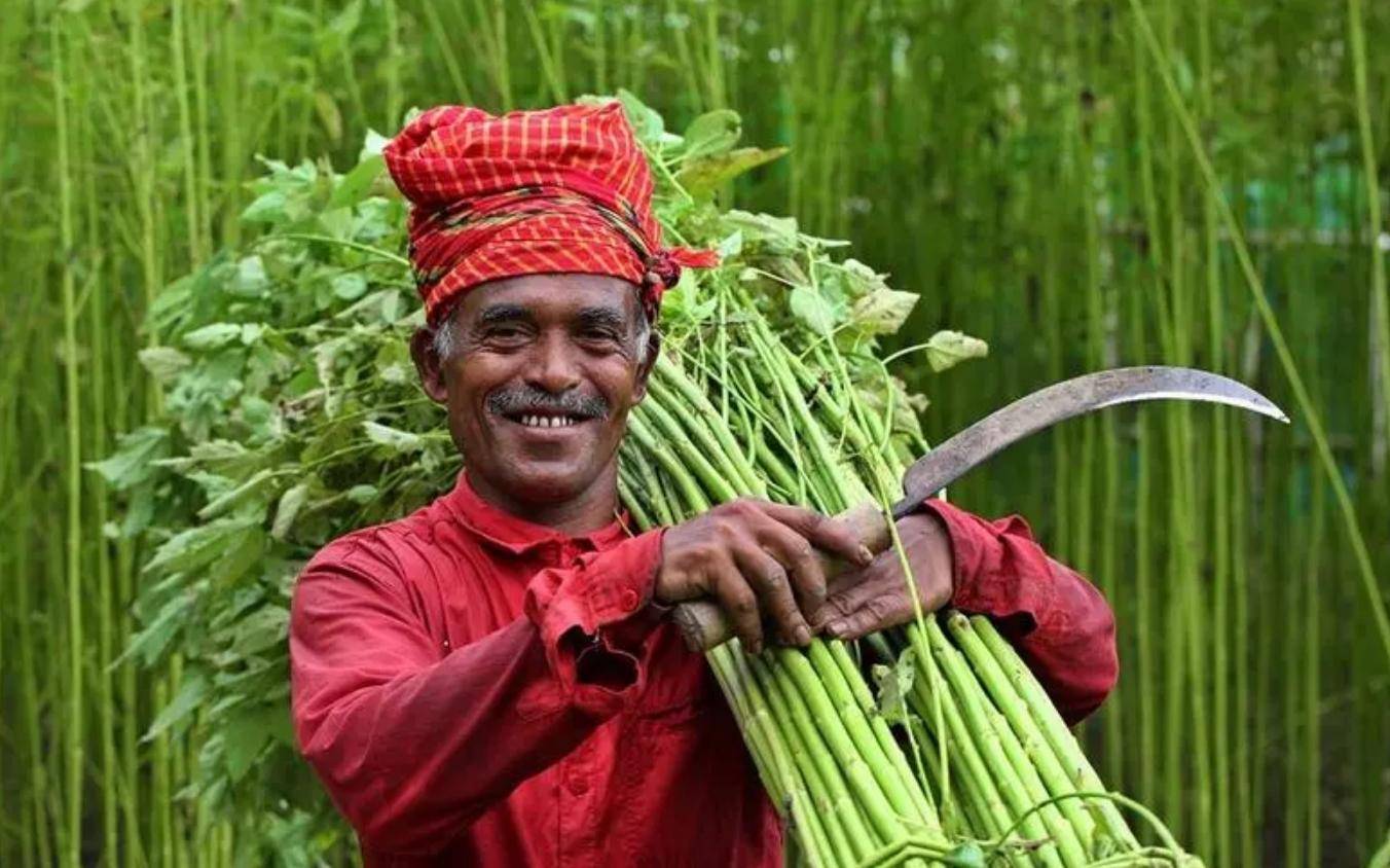 黄麻 在我国是没人种的杂草 在印度却价值33亿被当成宝 种植 纤维丝 麻袋