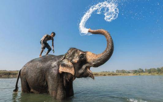 大象给长颈鹿洗澡看图图片