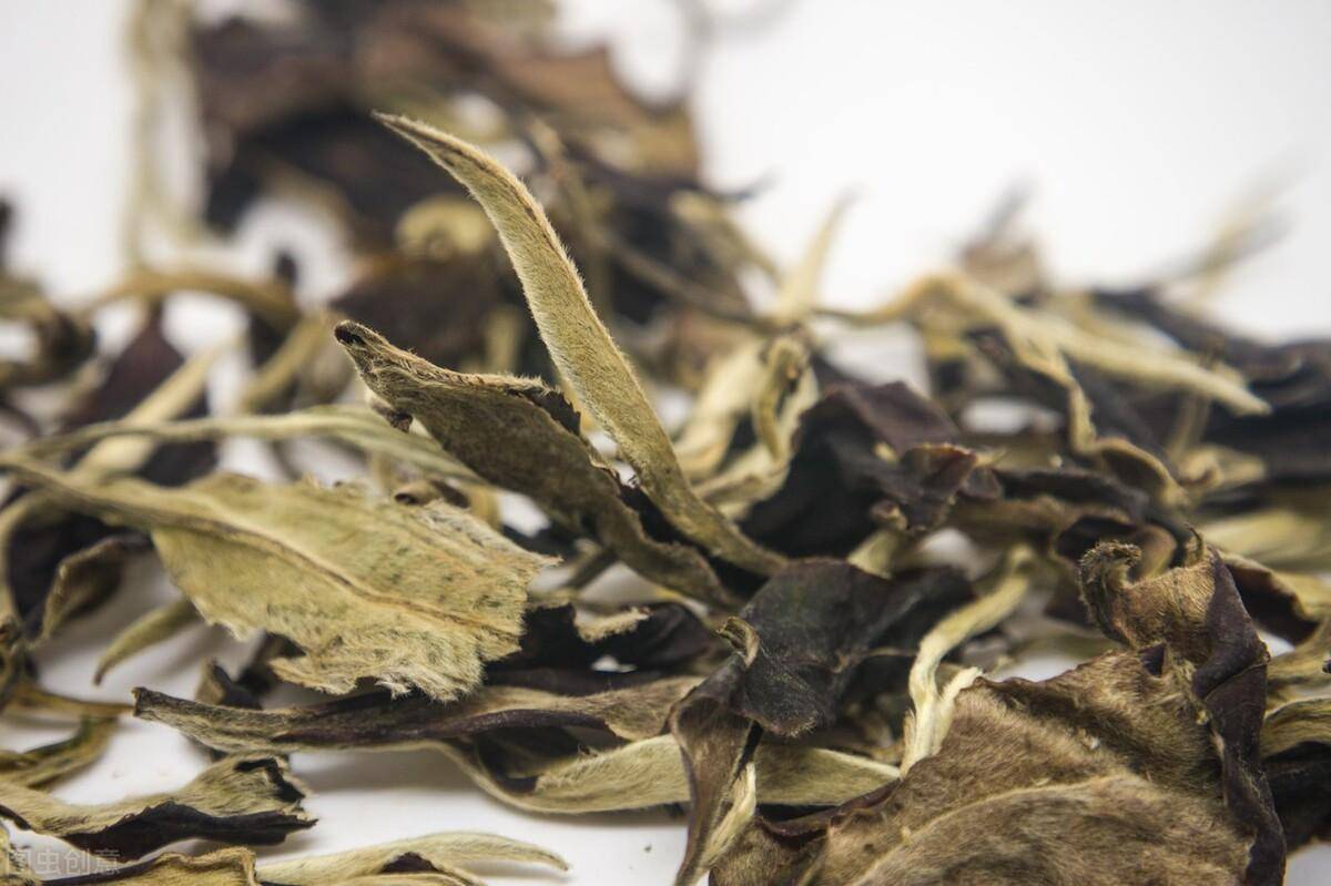 景谷大白茶月光白:鲜香柔润,滋味醇和,恰似好茶人心头的白月光!