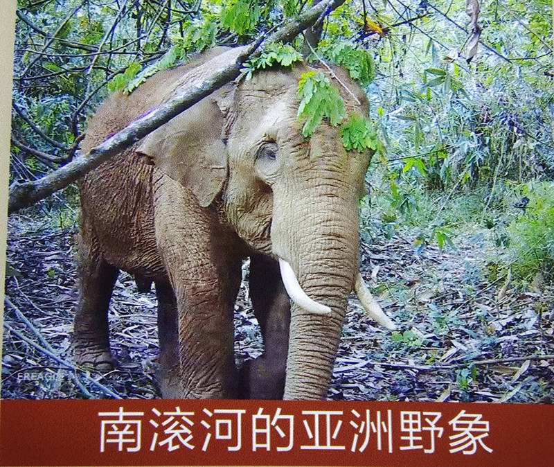 建设好美丽家园丨南滚河自然保护区的"大象保姆"_杨红强_生活_种群