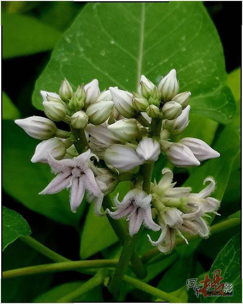 夏花:萝藦花_粉白色_花香_花朵
