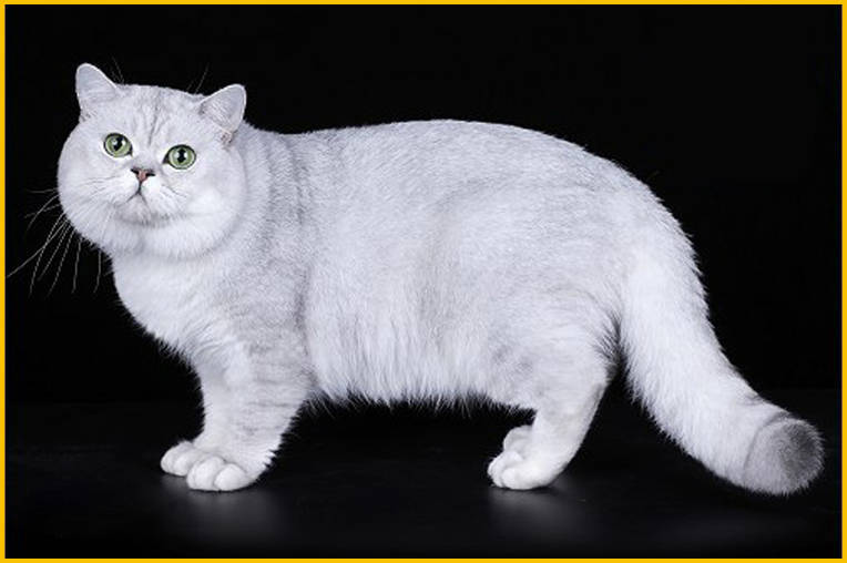 英国短毛猫_英短金渐层_银渐层_英短猫舍繁育技术详解_纯种_大全_品种