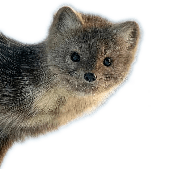 被我们叫作貂的动物有不少,水貂,黄喉貂,石貂,紫貂,雪貂等,但这里的