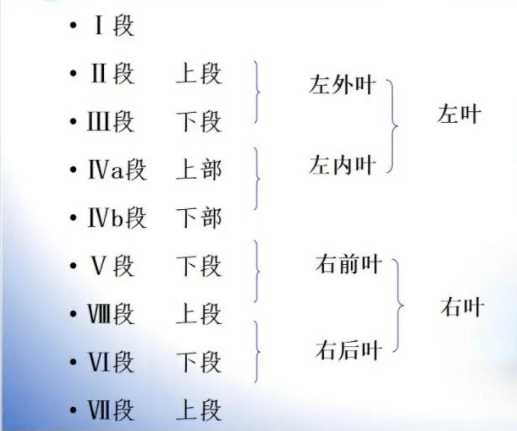 肝ct分段解剖示意图图片