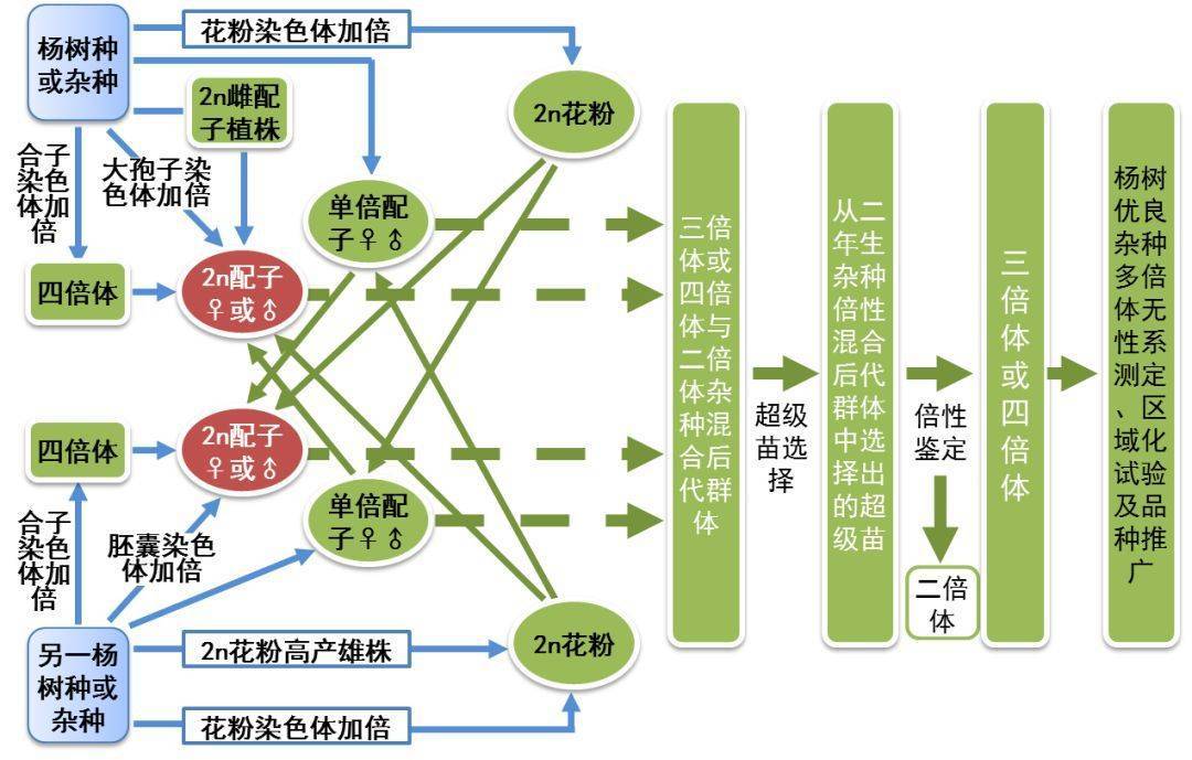 北京林业大学综述杨树多倍体育种进展与展望