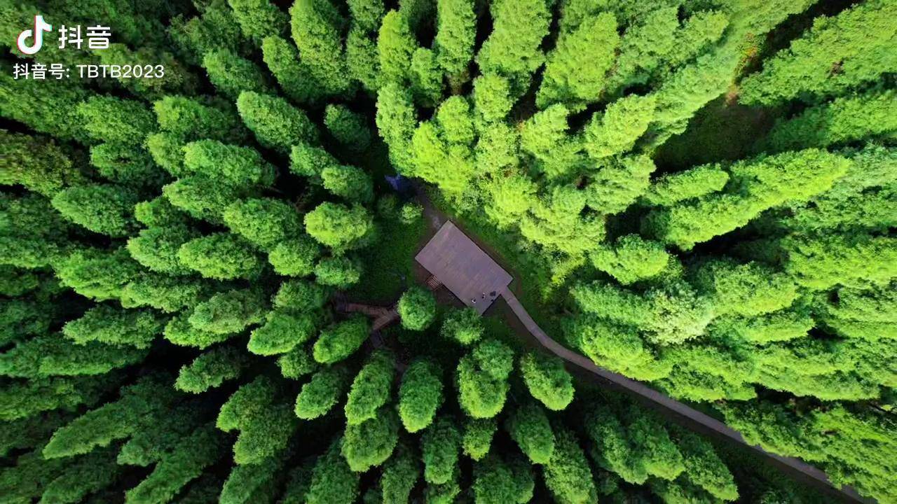 距离成都最近的一片原始森林:彭州中坝原始森林,无门票,4600多亩,导航