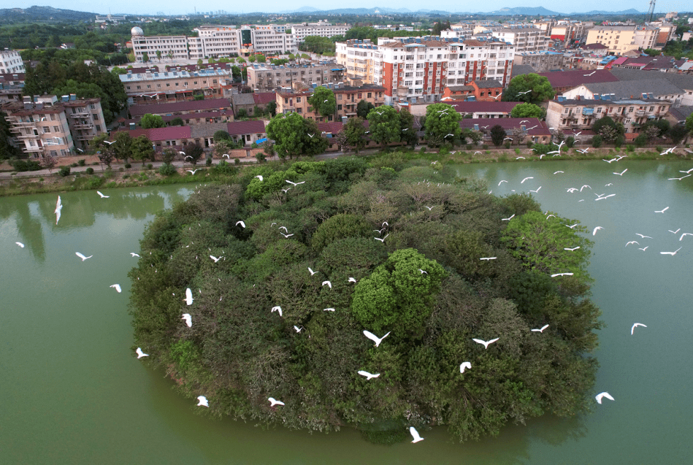 安徽人游安徽 | 乐桥镇旅游宣传语征集启事_庐江县_摄影_应征者