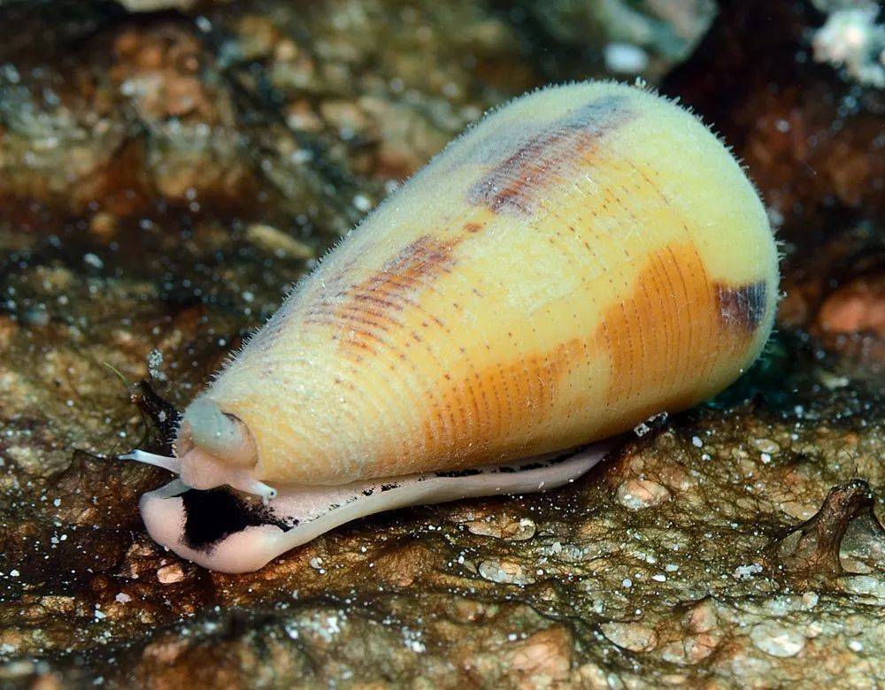 寻宝深圳市海之洋贝壳博物馆 │ 初识幻芋螺_uwkwaj_magus_学名